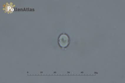 Cynoglossum creticum