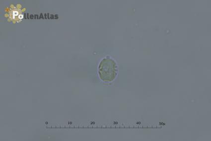 Cynoglossum creticum