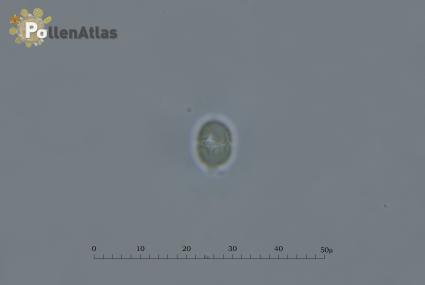 Cynoglossum creticum