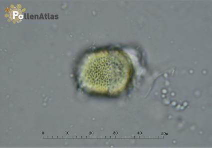 Diplotaxis erucoides