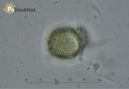 Diplotaxis erucoides