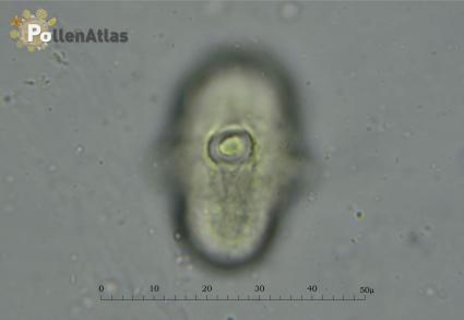 Eryngium amethystinum