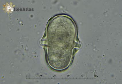 Eryngium amethystinum