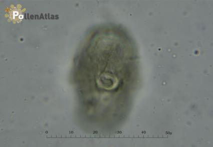 Eryngium amethystinum