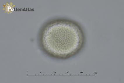 Eschscholzia californica