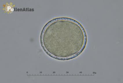 Eschscholzia californica