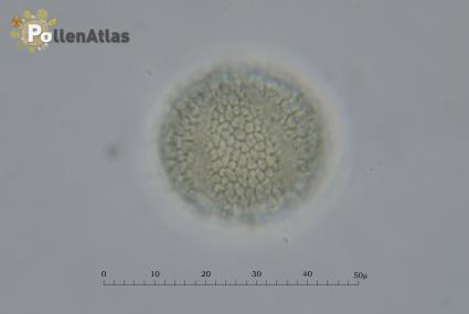 Eschscholzia californica