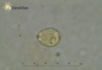 Eucalyptus camaldulensis