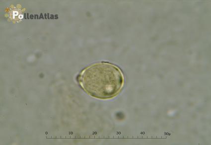 Eucalyptus camaldulensis