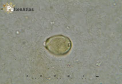 Eucalyptus camaldulensis