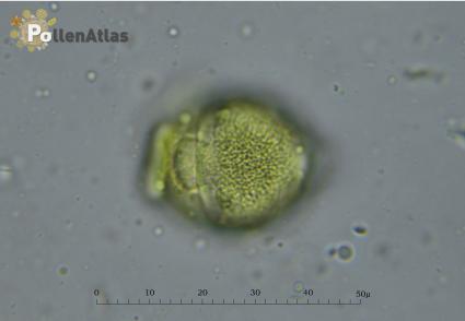 Euphorbia cyparissias