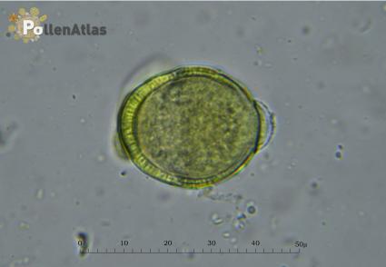 Euphorbia cyparissias