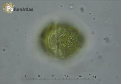 Euphorbia cyparissias