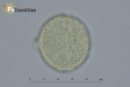 Fagopyrum esculentum