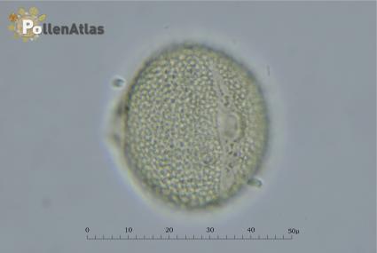 Fagopyrum esculentum