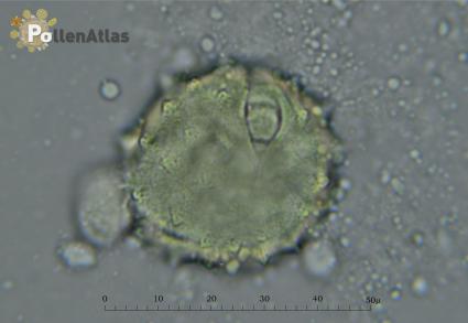 Galactites tomentosa