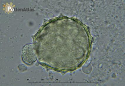 Galactites tomentosa