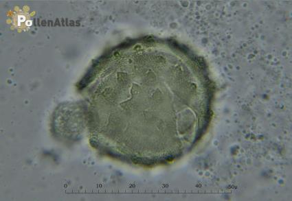 Galactites tomentosa