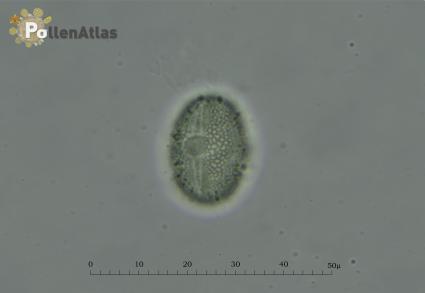 Hedysarum coronarium