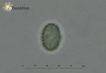 Hedysarum coronarium