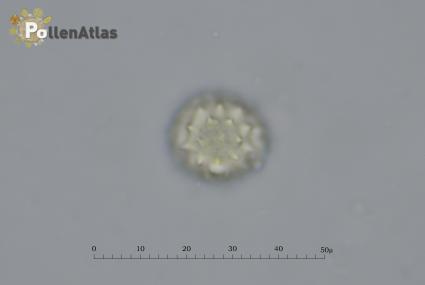 Helichrysum italicum