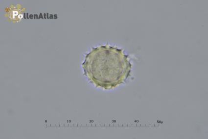 Helichrysum italicum
