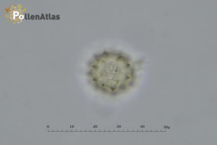 Helichrysum italicum