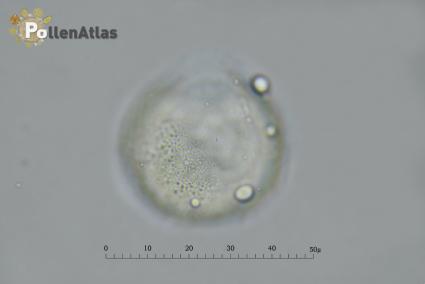 Hyacinthus orientalis pollen