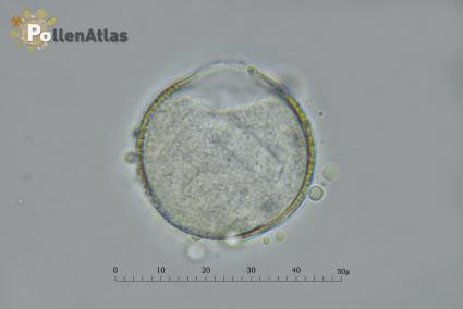 Hyacinthus orientalis pollen equatorial view secant