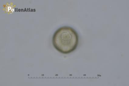 Hypericum perforatum