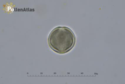 Hypericum perforatum