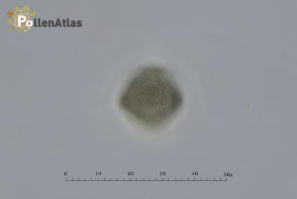 Hypericum perforatum