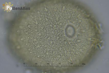 Knautia integrifolia