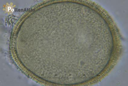 Knautia integrifolia