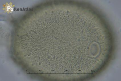 Knautia integrifolia