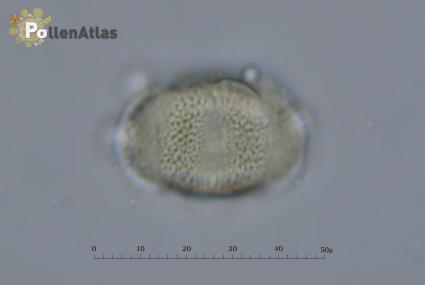 Lavandula angustifolia