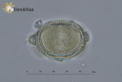 Lavandula angustifolia