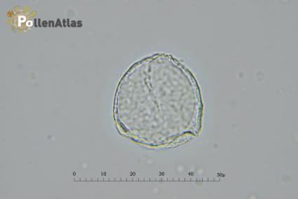 Magnolia x soulangeana pollen