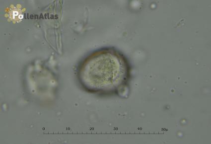Odontites vulgaris