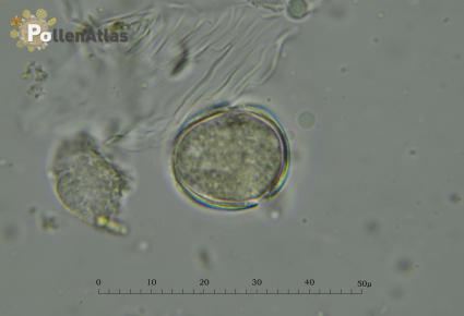 Odontites vulgaris