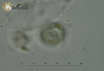 Odontites vulgaris
