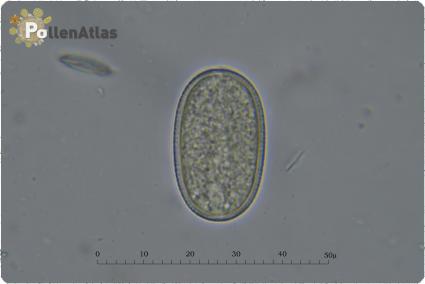 Onobrychis caput-galli