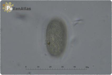 Onobrychis caput-galli