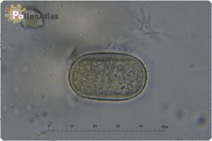 Onobrychis viciifolia