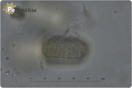 Onobrychis viciifolia