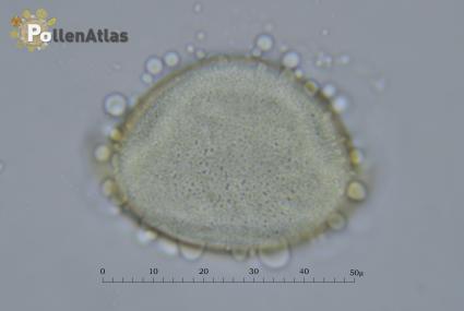 Ornithogalum narbonense