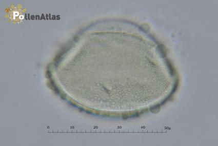 Ornithogalum narbonense