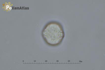 Ornithopus perpusillus