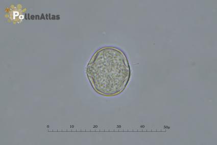 Ornithopus perpusillus