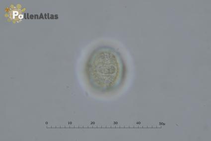 Ornithopus perpusillus